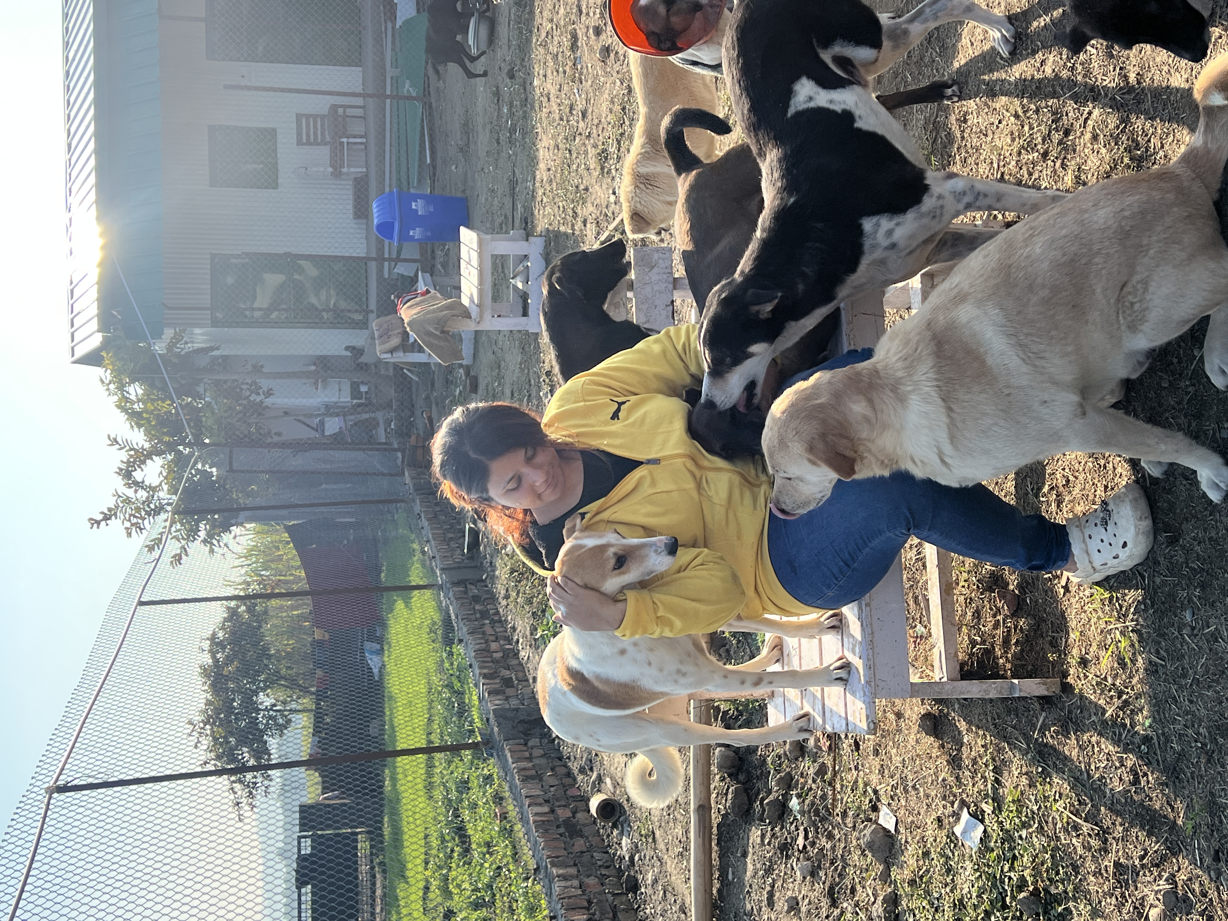 Shelter Home for stray animals